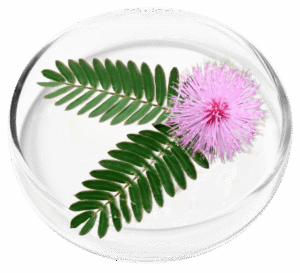 Mimosa Pudica