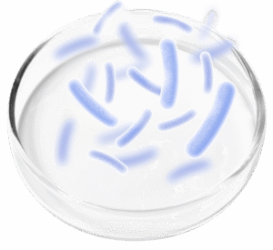 Probiotic Blend